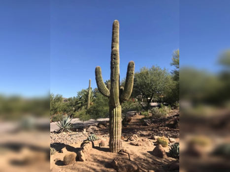 Le Cactus a un Deuxième Bras!